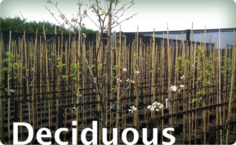 Deciduous