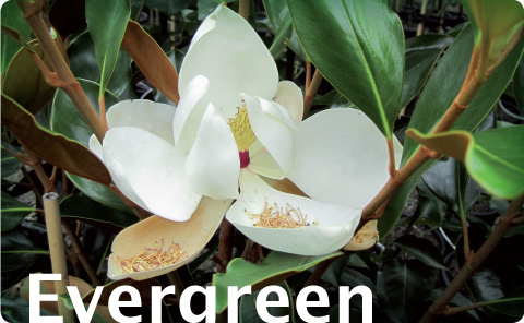 EverGreen Trees
