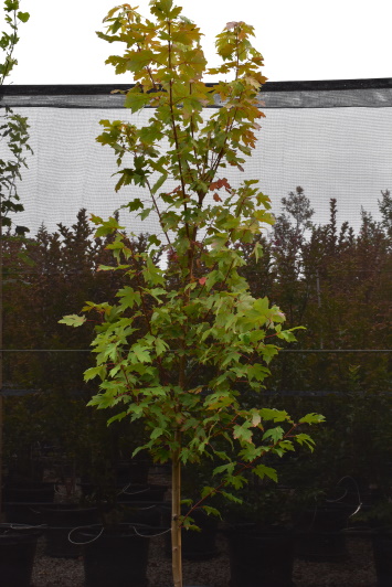 Acer rubrum October Glory Maple