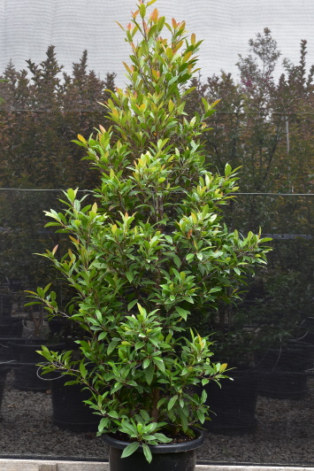 Elaeocarpus reticulatus