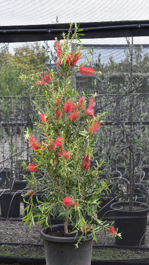 Callistemon'Kings Park Special' Bottlebrush