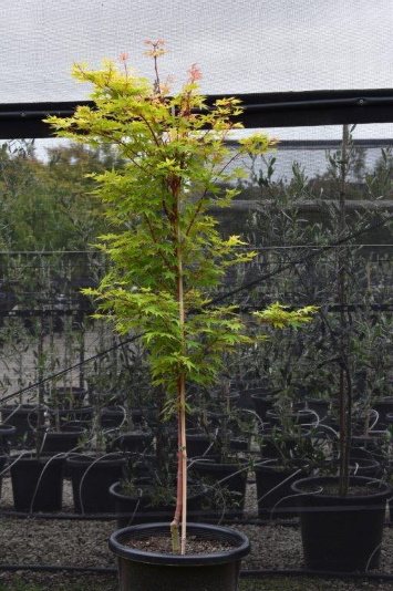 Coral Bark Maple - Senkaki