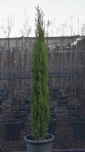 Pencil Pine - Cupressus sempervirens 'Glauca'