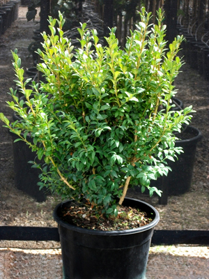 English Box - buxus Sempervirens