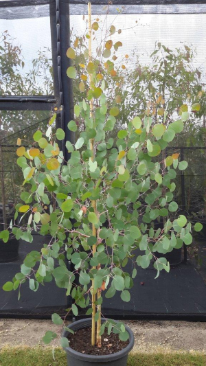 Eucalyptus polyanthemos