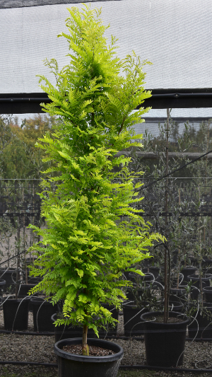 Elegantissima Gleditsia