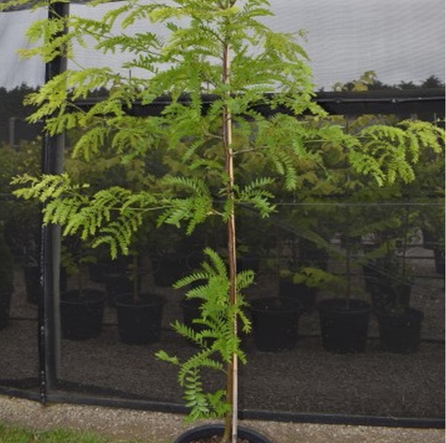Green Honey Locust