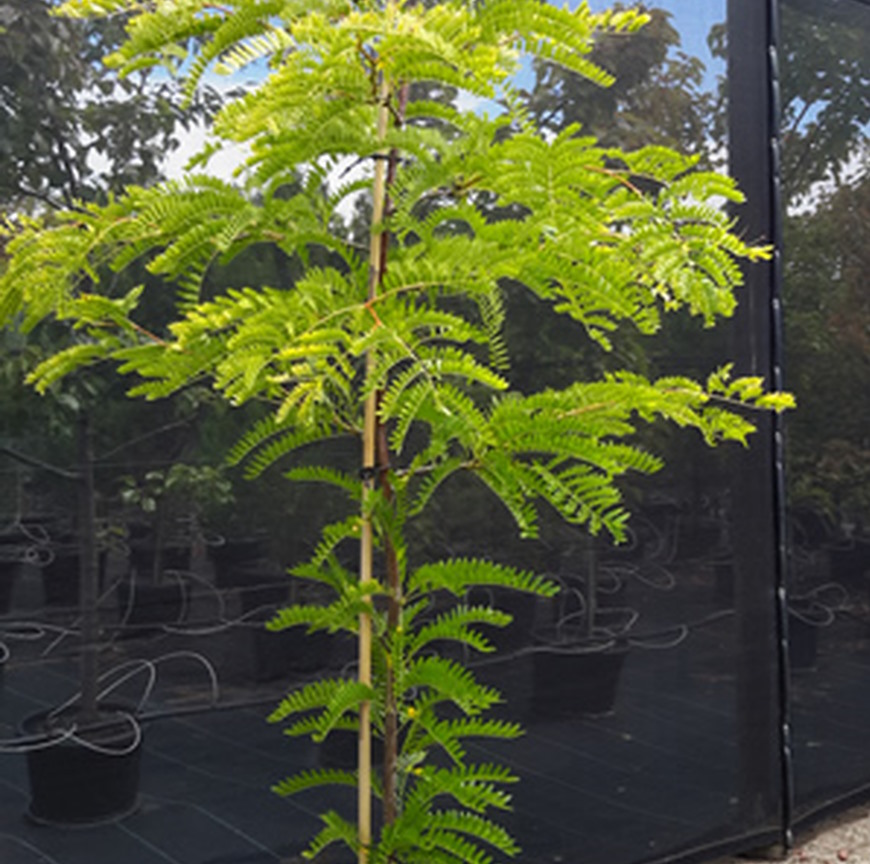 Sunburst Honey Locust