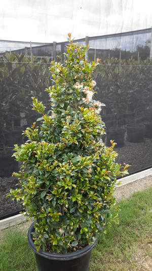 Lilly Pilly Syzygium 'resilience' - psyllid resistant