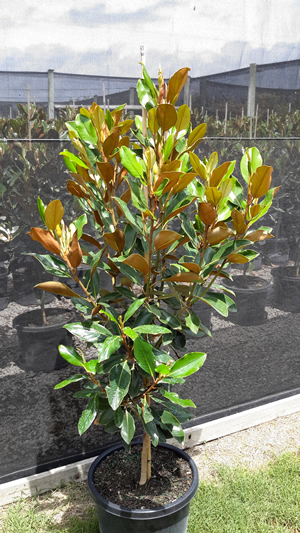 Magnolia Grandiflora Little Gem 