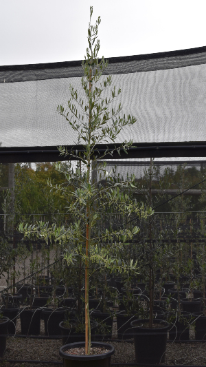 Kalamata Olive Tree