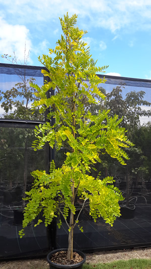 Robina frisia - Robinia pseudoacacia 'Frisia’