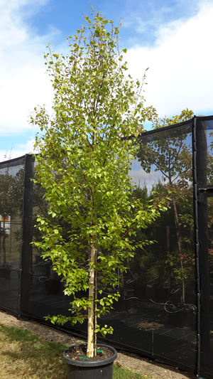 Silver Birch Betula Pendula