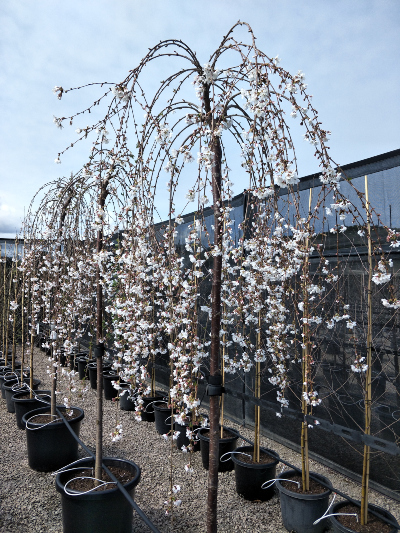 Weeping Cherry-Prunus Snofozam