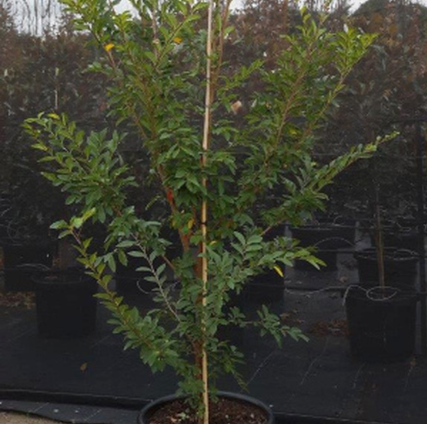 Chinese elm