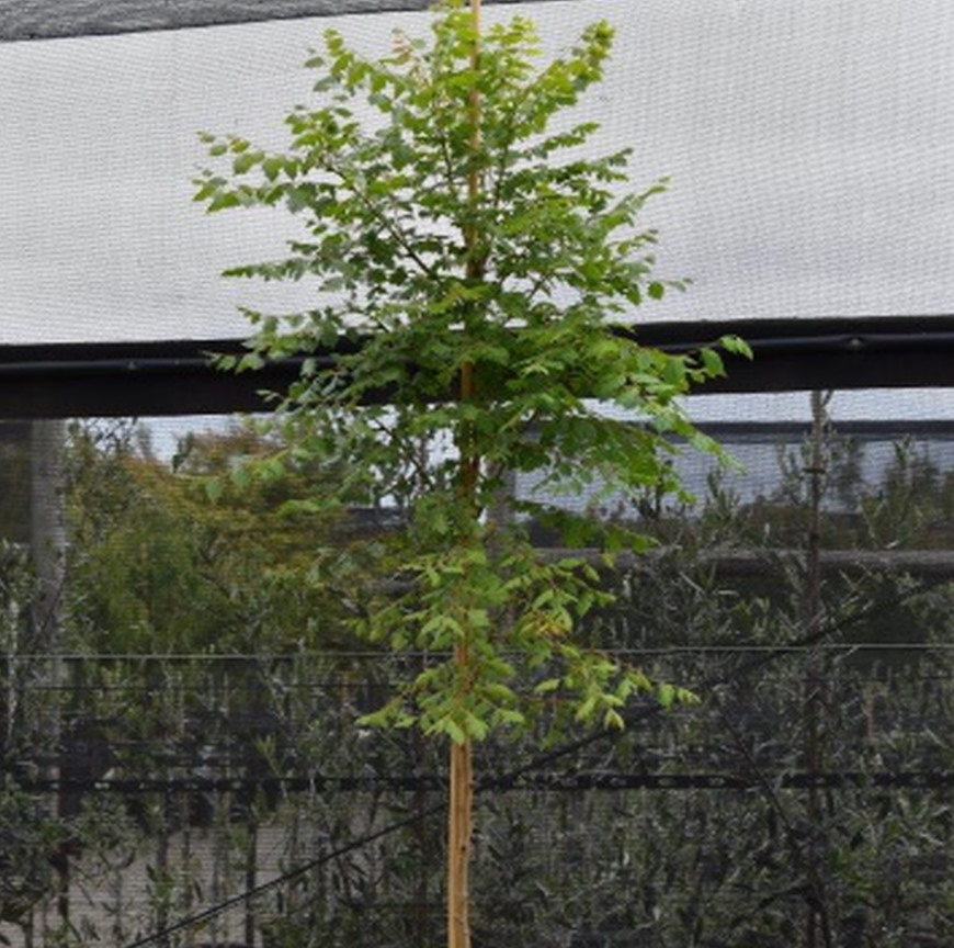 Koelreuteria Paniculata