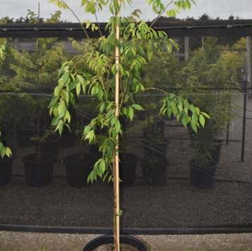 Japanese Elm
