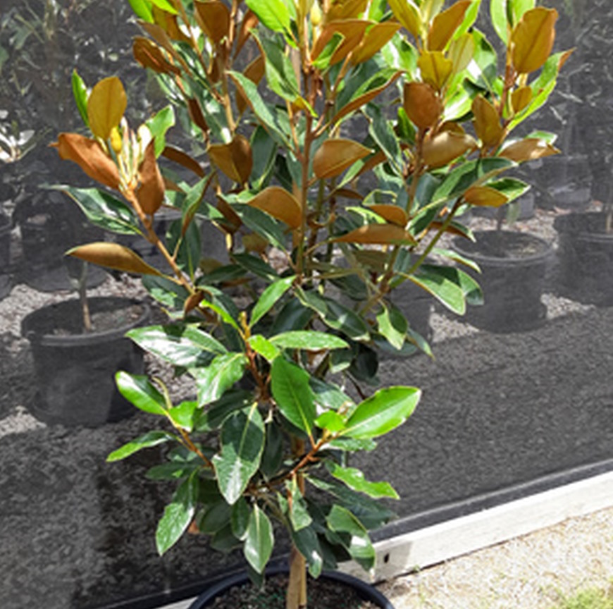 little gem magnolia