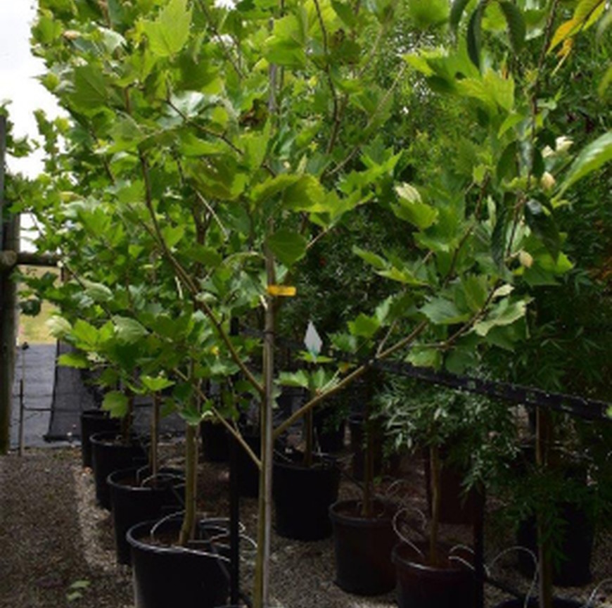 London Plane Platanus x acerifolia