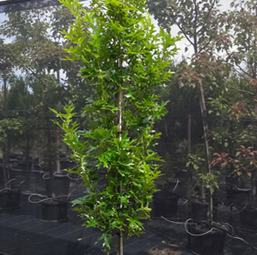 Pin Oak Pringreen/Green pillar