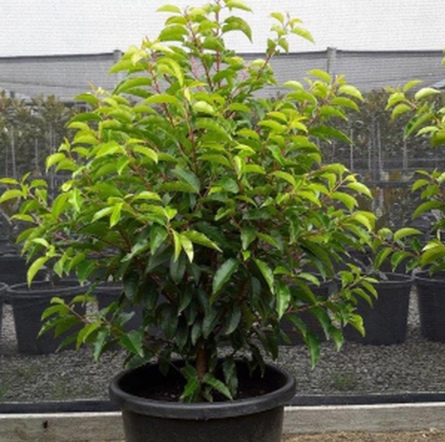 Portugal Laurel Prunus Lusitanica