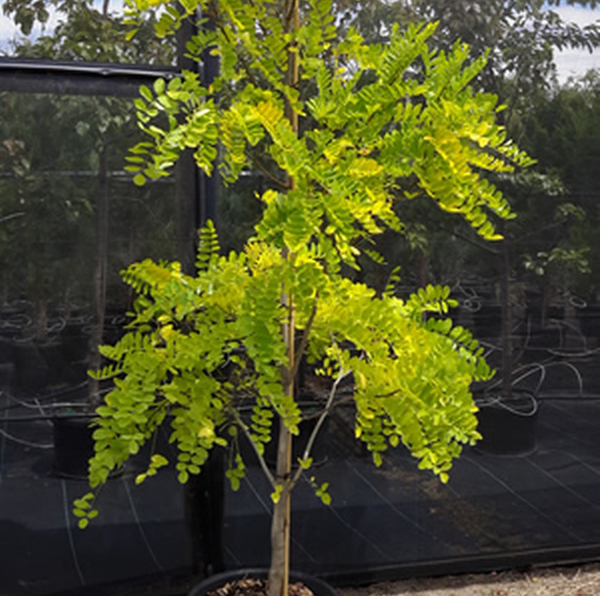 Golden Leaved Black Locust