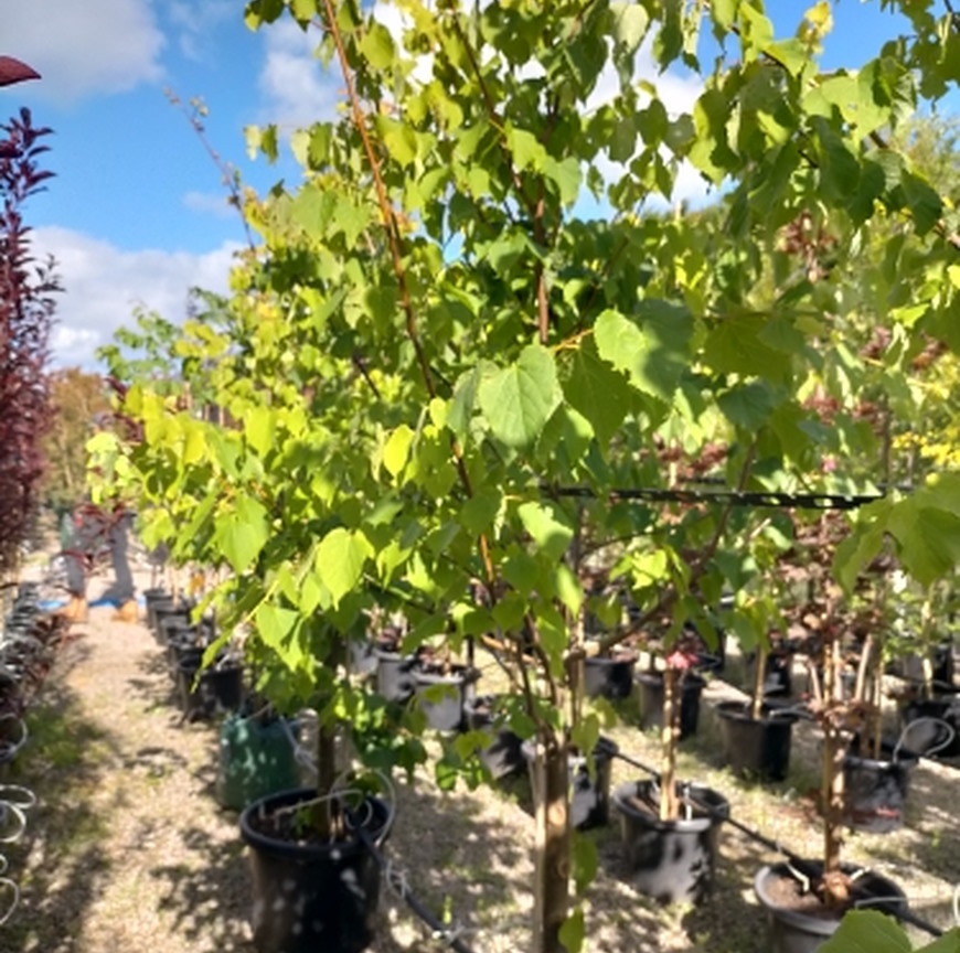 Tilia cordata
