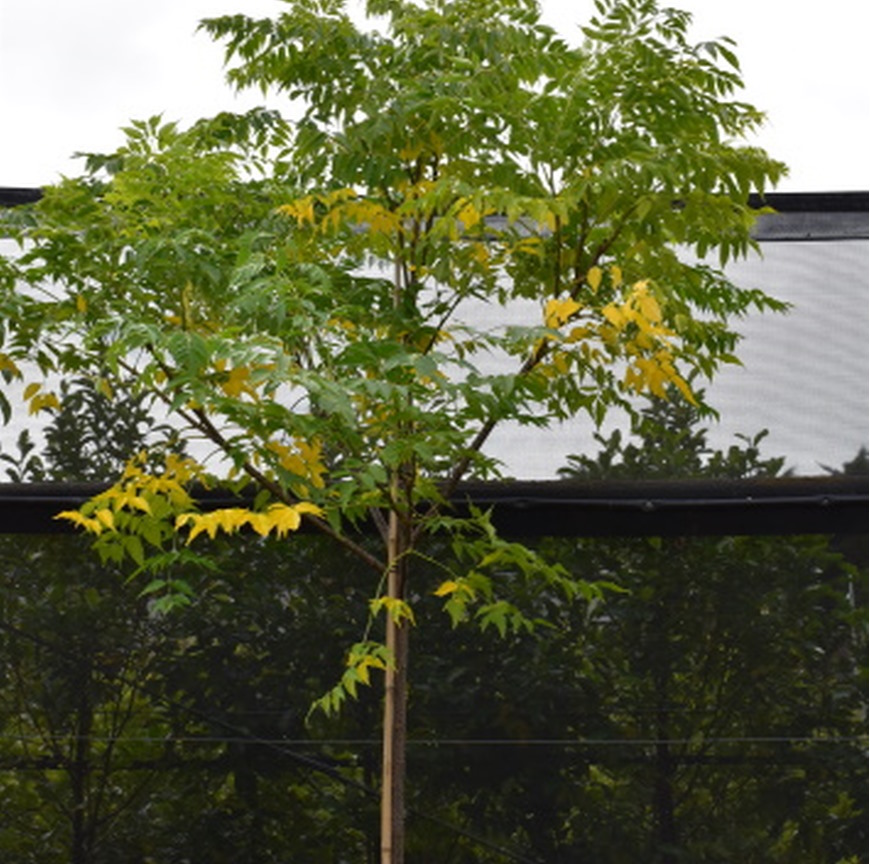 White Cedar Melia azedarach