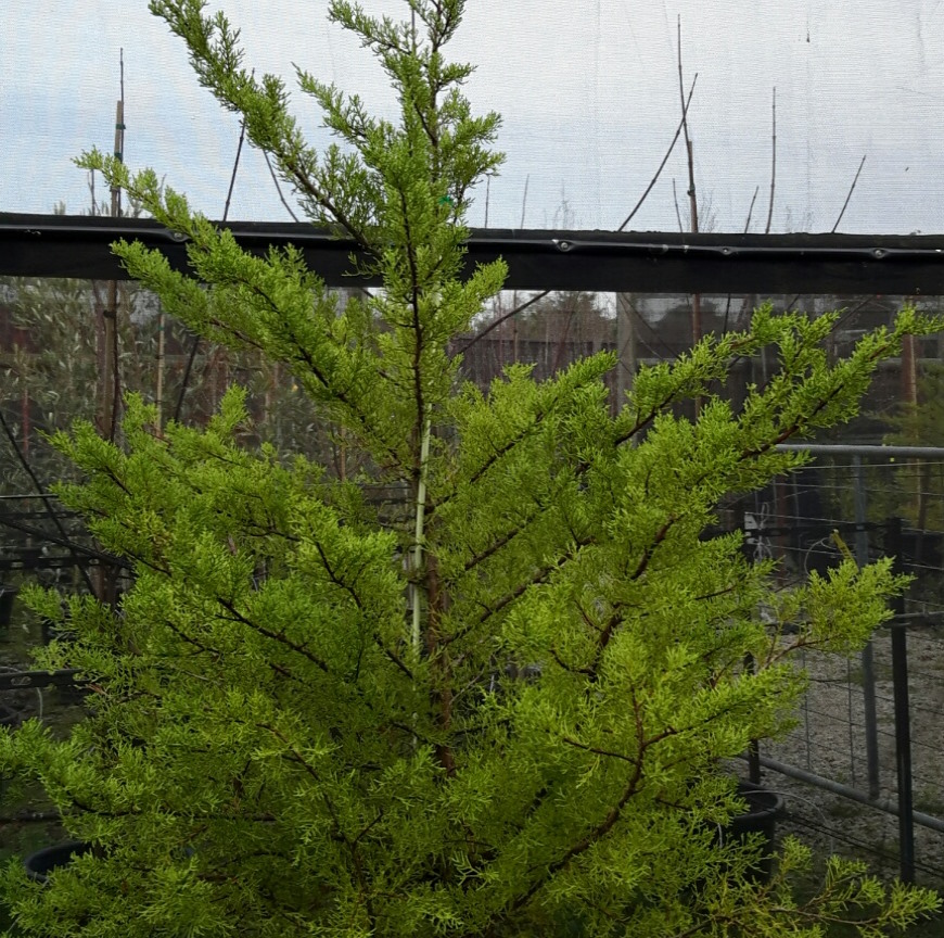 Monterey Cypress
