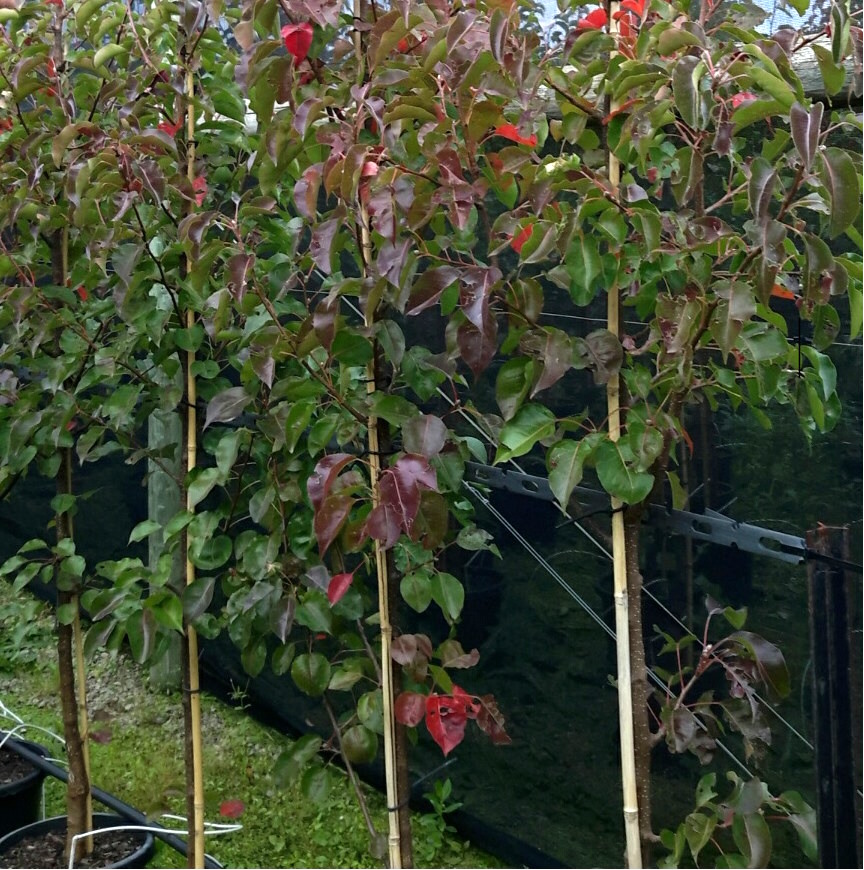 ornamental capital pear
