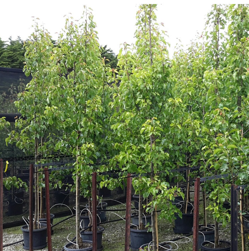 Pyrus 'Capital' narrow form
